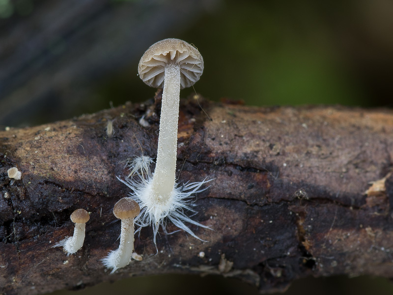 Mycena clavata